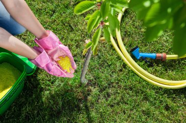 Woman gardener fertilizing young cherry tree clipart