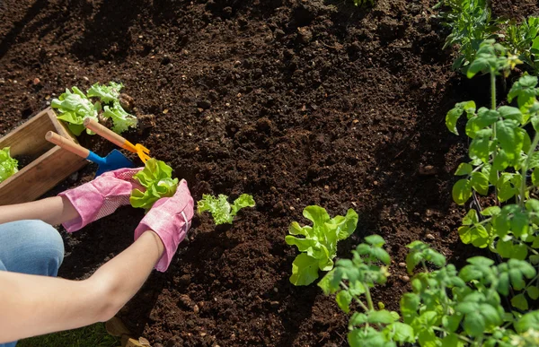 Woman planting lettuce and tomatoes — Stock Photo, Image