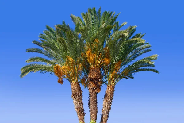 Trois Palmiers Verts Contre Ciel Bleu — Photo