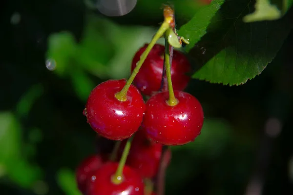 Červené Třešňové Bobule Keři — Stock fotografie