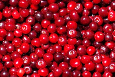 Kırmızı kirazlı pürüzsüz arkaplan.