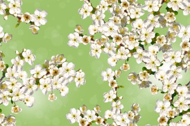 Kiraz çiçekleriyle kusursuz bahar arkaplanı. Yeşil arka planda narin beyaz çiçekler.