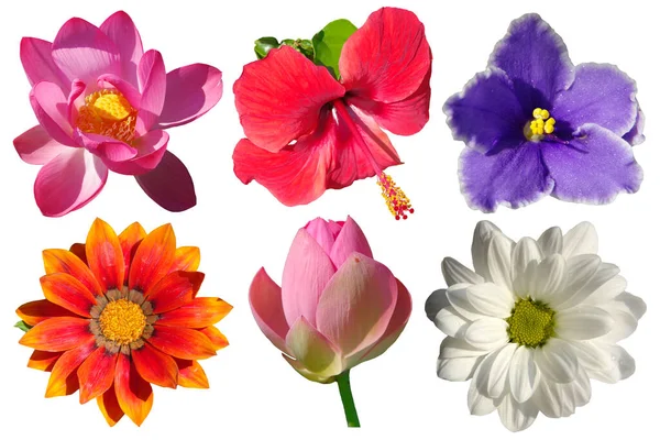 Шість Різних Квітів Ізольовані Білому Тлі Стокове Фото