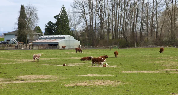 Grazing cows and green pastures, Oregon. — Stock Photo, Image