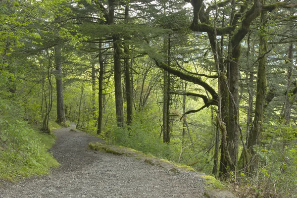 Trail i en skog oregon. — Stockfoto