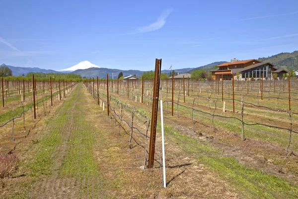 Mt Hood winery. — Stock Photo, Image