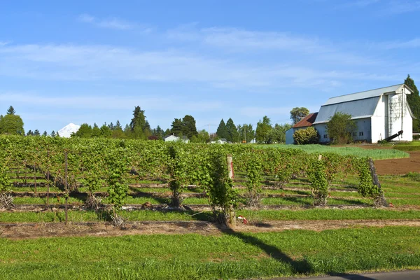 Filas y vides de campo de frambuesa . — Foto de Stock