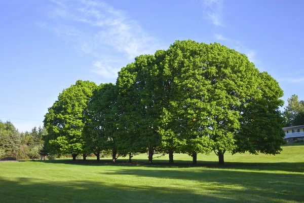 Alberi in un campo Oregon . — Foto Stock