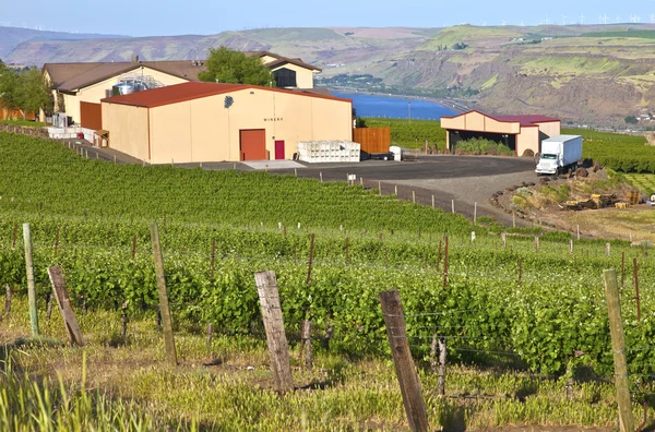 Azienda vinicola Maryhill Columbia River Gorge . — Foto Stock