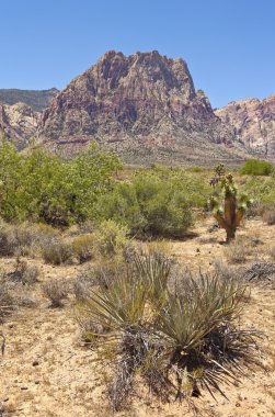 Red Rock Canyon flora Nevada.