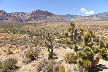 Red rock canyon manzara nevada.