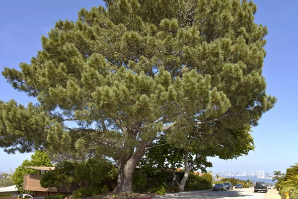 Dużego sosnowego drzewa point loma san diego w stanie Kalifornia. — Zdjęcie stockowe