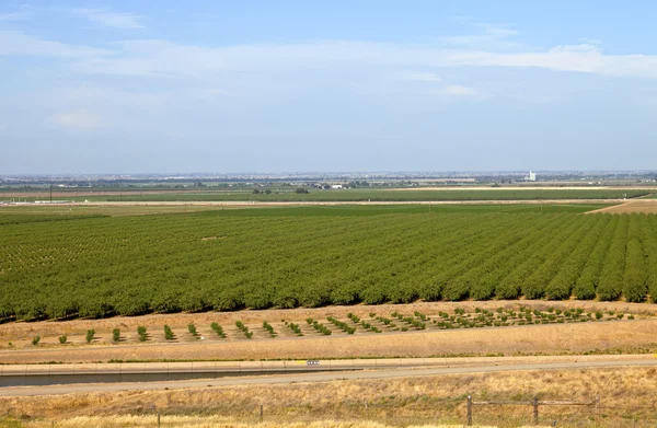 Central California orchards.