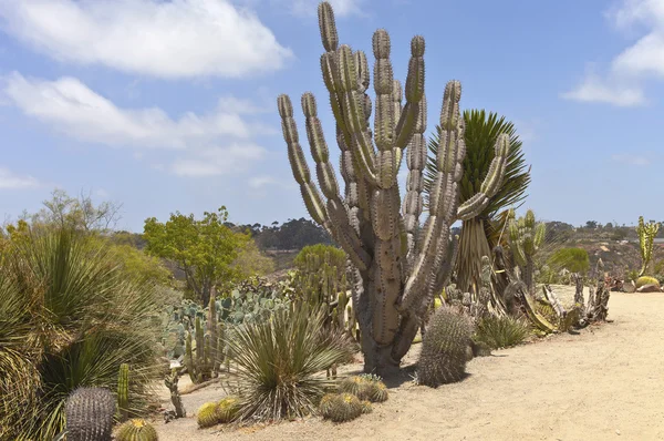 Cactus in Balboa park San Diego California.