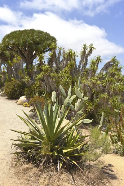 Kaktus v balboa park san Diega Kalifornie. — Stock fotografie
