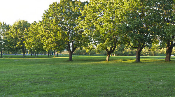 Park panorama at sunset with trees and field.