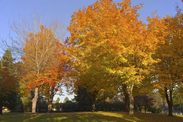 公園内の紅葉. — ストック写真