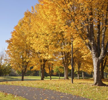 sonbahar bellavista altın renkte oregon park.