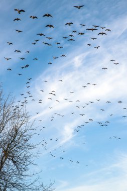 Flock of Canadian geeses flying overhead. clipart