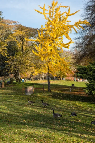 Gees em marcha em um parque . — Fotografia de Stock