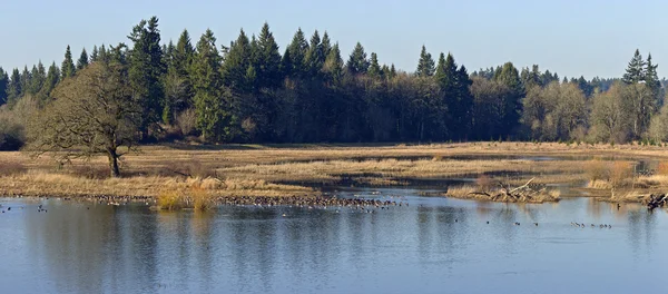 Tualatin refúgio de vida selvagem nacional Oregon . — Fotografia de Stock