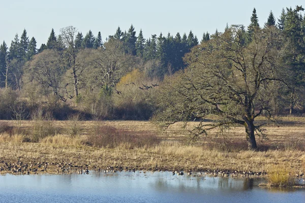 Tualatin national wildlife refuge Oregon. — Stockfoto