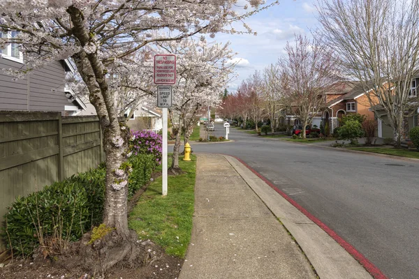 Kent Washington Állam Szomszédságában Tavaszi Virágzik Otthonok Járművek Parkolt — Stock Fotó