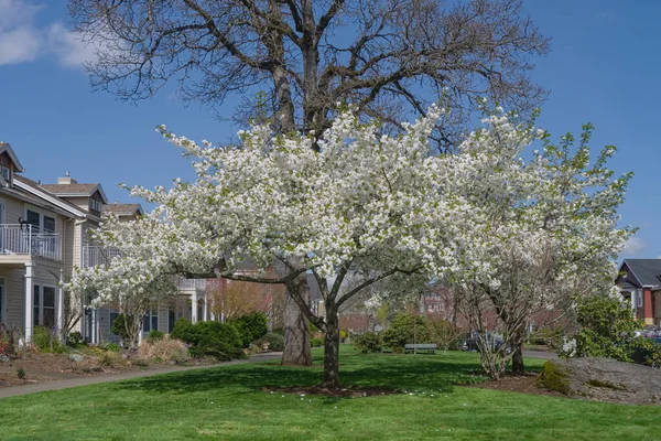 Wiosna Kwitnie Sąsiedztwie Parku Miejskiego Fairview Oregon — Zdjęcie stockowe
