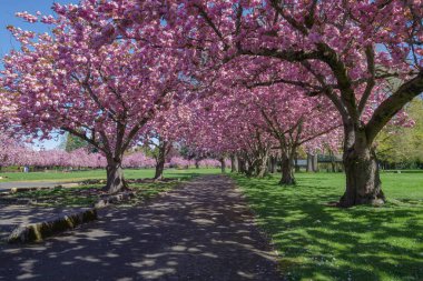 Fairview Oregon 'daki bir şehir parkında bahar çiçek açıyor..
