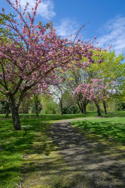 Fairview Oregon 'daki bir şehir parkında bahar çiçek açıyor..