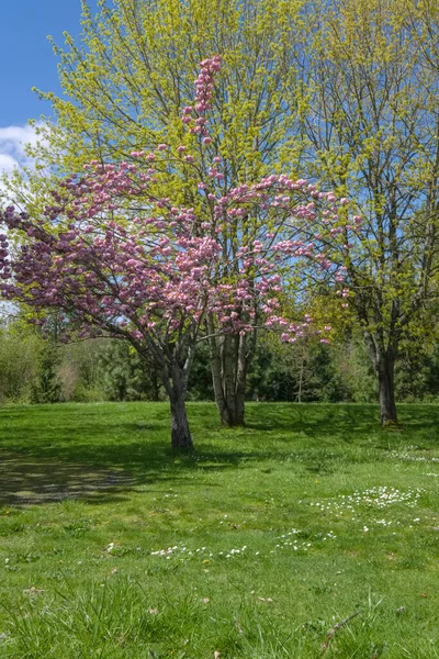 春は公園周辺で咲く Fairview Oregon — ストック写真