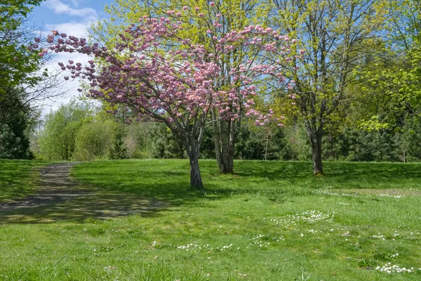 Fairview Oregon 'daki bir şehir parkında bahar çiçek açıyor..