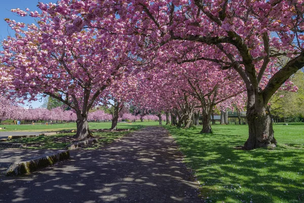 Printemps Fleurit Dans Quartier Parc Ville Fairview Oregon — Photo