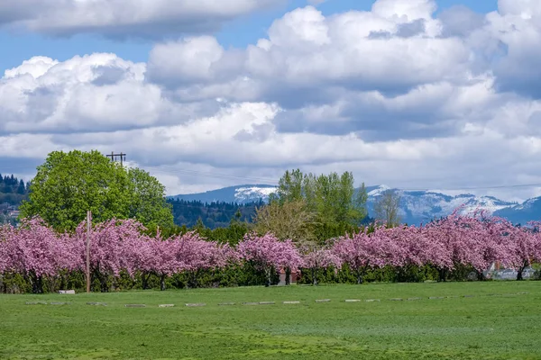 Fairview Oregon Daki Bir Şehir Parkında Bahar Çiçek Açıyor — Stok fotoğraf