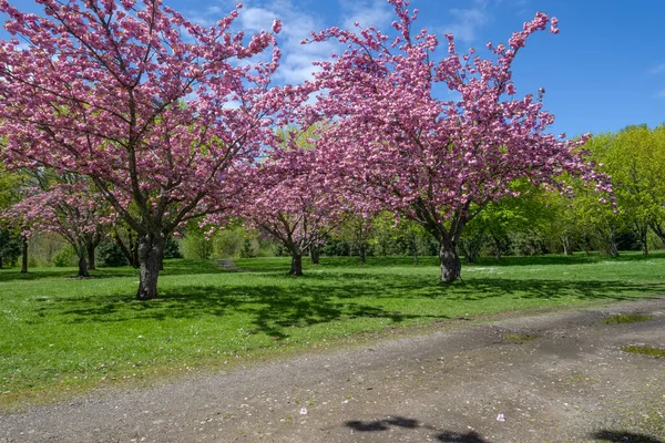 春は公園周辺で咲く Fairview Oregon — ストック写真