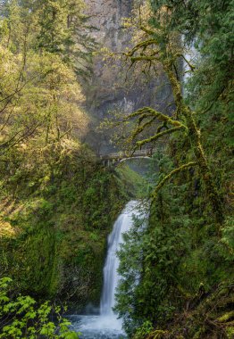 Oregon eyaletindeki Multnomah Falls Eyalet Parkı. 