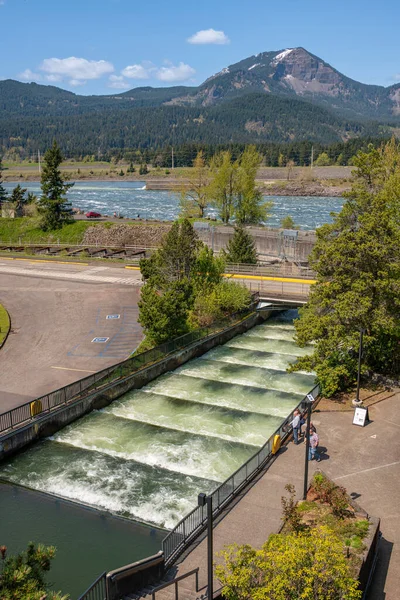 Fish Ladders Rushing Water Landscape Bonneville Dam Oregon State —  Fotos de Stock