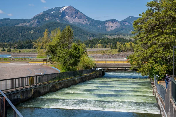 Fisktrappor Forsande Vatten Och Landskap Bonneville Dam Oregon Tillstånd — Stockfoto