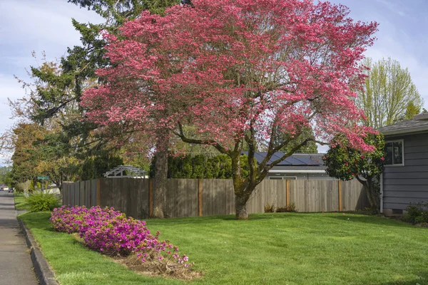 Large Tree Spring Colors Garden Gresham Oregon State — Fotografia de Stock
