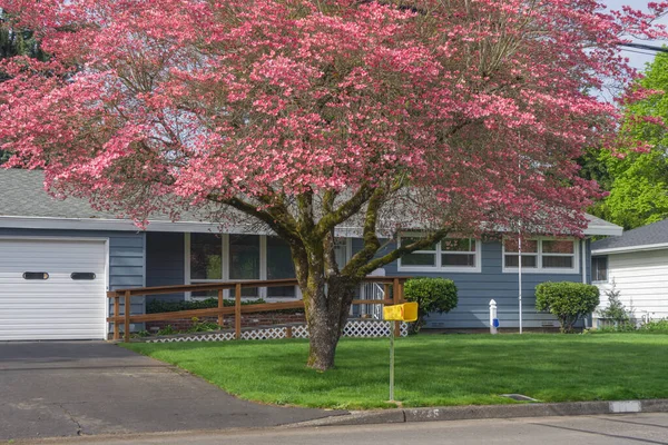 Bahar Renklerinde Büyük Ağaç Gresham Oregon Eyaleti Bahçesi — Stok fotoğraf