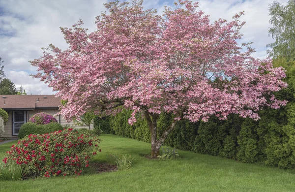 Großer Baum Frühlingsfarben Und Garten Gresham Oregon State — Stockfoto