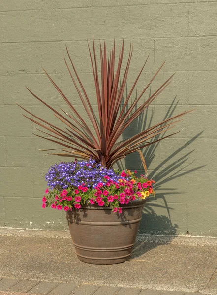 Colorido Vaso Flores Planta Oregon — Fotografia de Stock