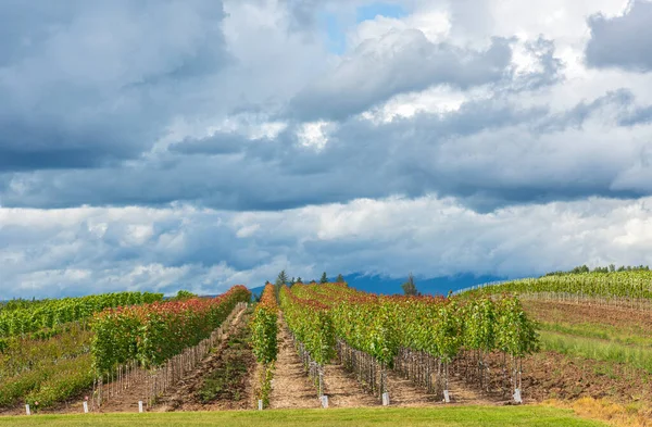 Rural Landscape Stormy Weather Fields Oregon State — Stock Photo, Image