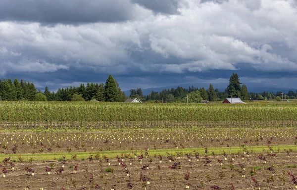 Paysage Rural Temps Orageux Champs État Oregon — Photo