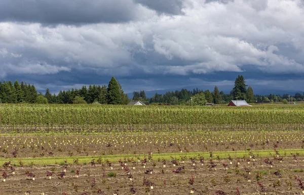 Rural Landscape Stormy Weather Fields Oregon State — Stock Photo, Image