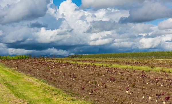 Landschaften Stürmisches Wetter Und Felder Bundesstaat Oregon — Stockfoto