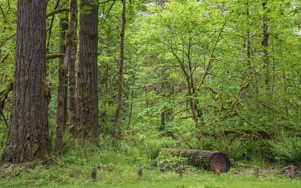 Lesní Listová Zelená Krajina Oregonský Stát — Stock fotografie