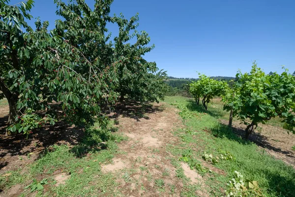 Kirschfarm Und Feld Ländlichen Oregon — Stockfoto