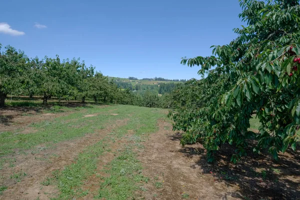 Kirschfarm Und Feld Ländlichen Oregon — Stockfoto