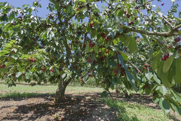 Kirschfarm Und Feld Ländlichen Oregon — Stockfoto